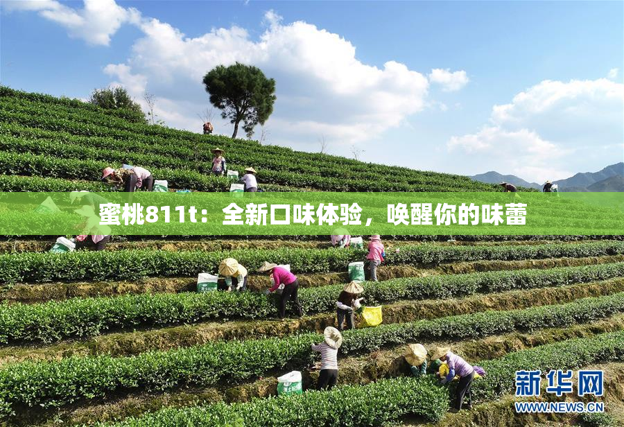 蜜桃811t：全新口味体验，唤醒你的味蕾