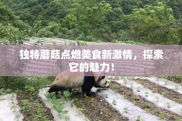 独特蘑菇点燃美食新激情，探索它的魅力！