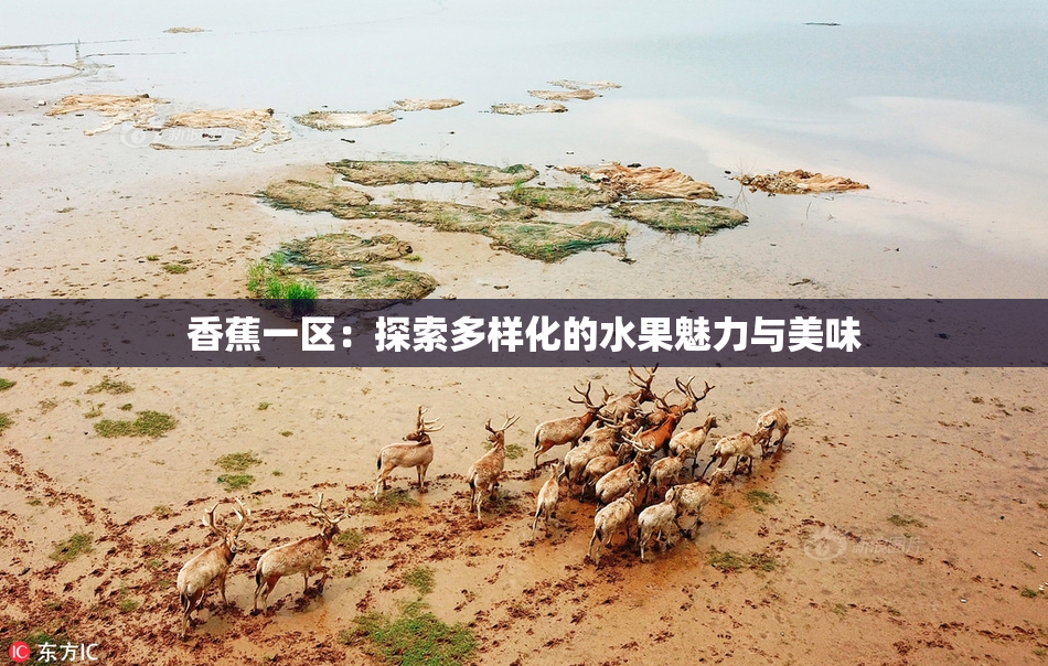 香蕉一区：探索多样化的水果魅力与美味