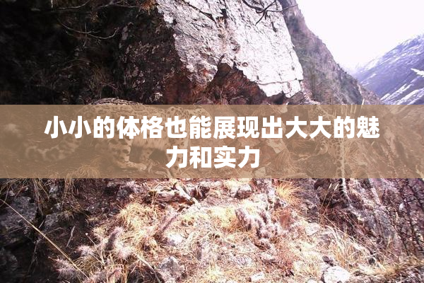 小小的体格也能展现出大大的魅力和实力