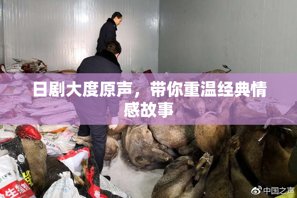 日剧大度原声，带你重温经典情感故事