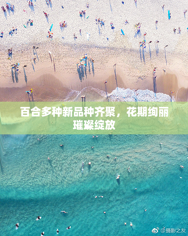 百合多种新品种齐聚，花期绚丽璀璨绽放
