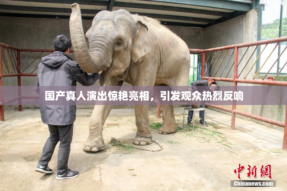 国产真人演出惊艳亮相，引发观众热烈反响