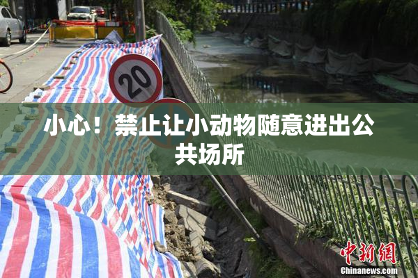 小心！禁止让小动物随意进出公共场所