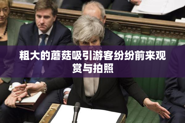 粗大的蘑菇吸引游客纷纷前来观赏与拍照