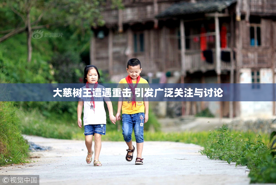 大慈树王遭遇重击 引发广泛关注与讨论