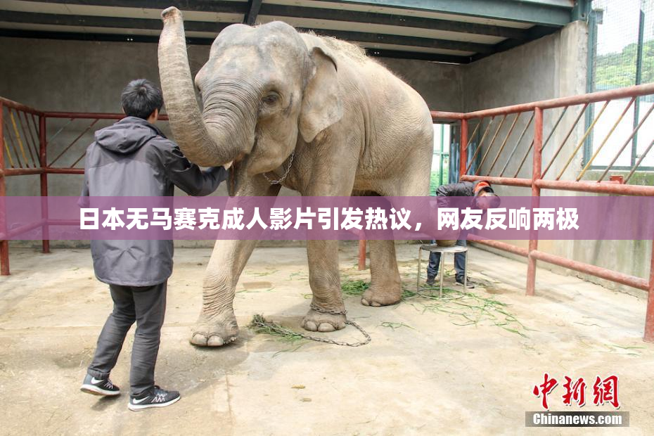 日本无马赛克成人影片引发热议，网友反响两极