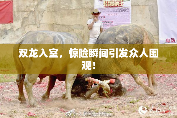 双龙入室，惊险瞬间引发众人围观！