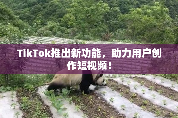 TikTok推出新功能，助力用户创作短视频！