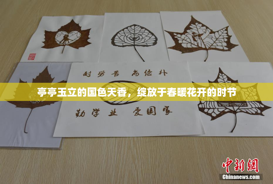 亭亭玉立的国色天香，绽放于春暖花开的时节