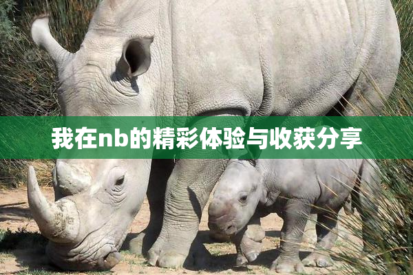 我在nb的精彩体验与收获分享