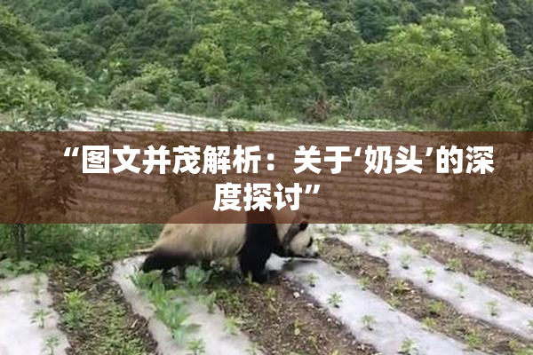 “图文并茂解析：关于‘奶头’的深度探讨”