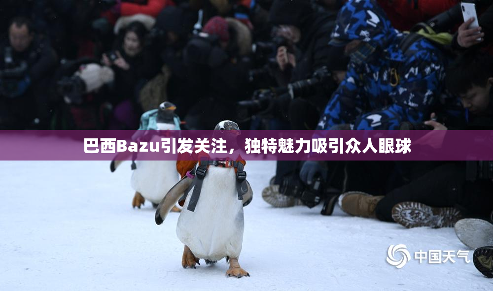 巴西Bazu引发关注，独特魅力吸引众人眼球