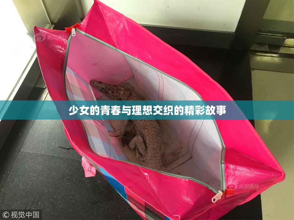 少女的青春与理想交织的精彩故事