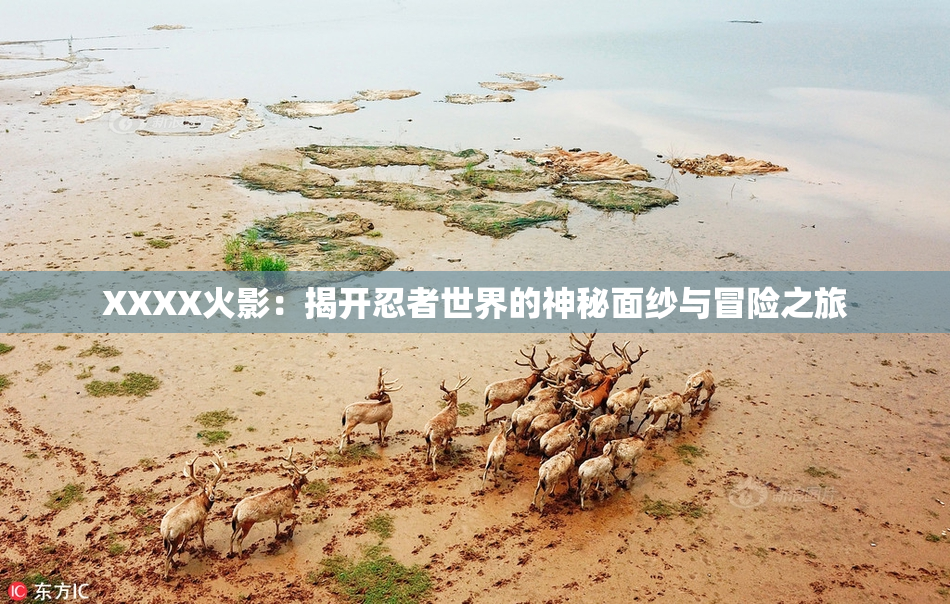 XXXX火影：揭开忍者世界的神秘面纱与冒险之旅