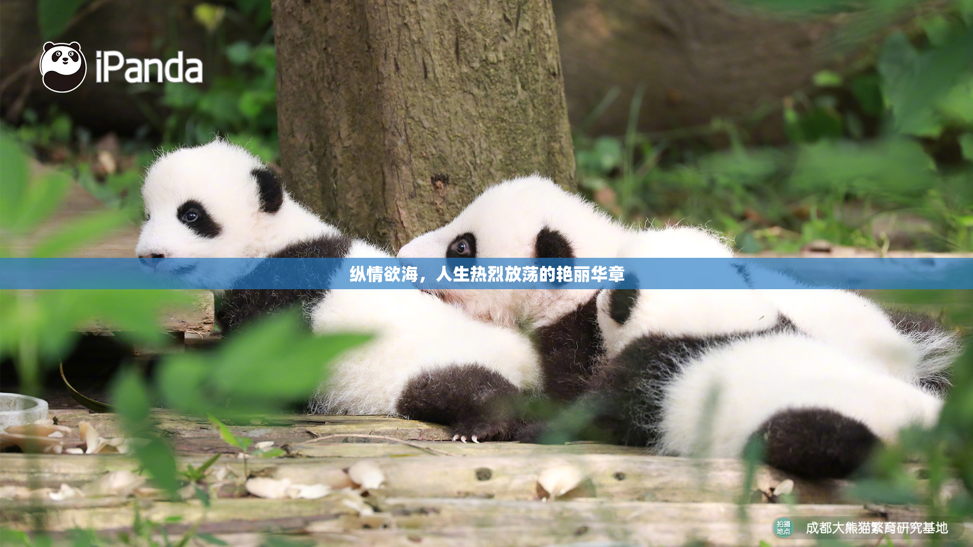 纵情欲海，人生热烈放荡的艳丽华章