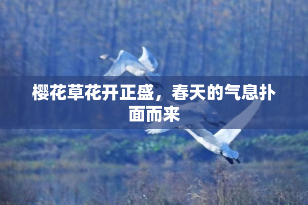 樱花草花开正盛，春天的气息扑面而来