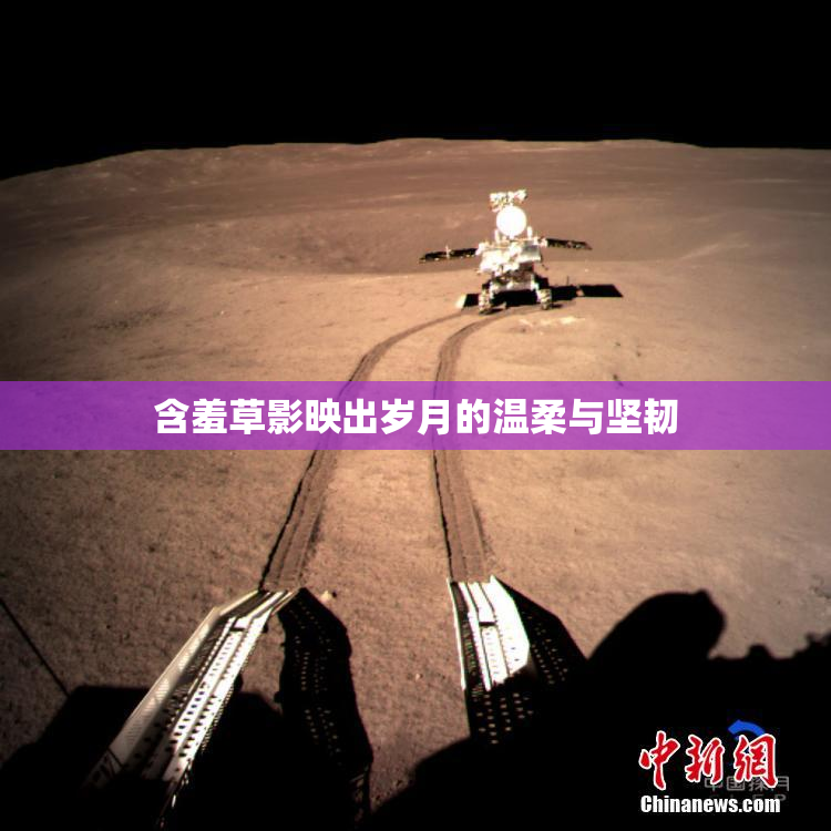 含羞草影映出岁月的温柔与坚韧
