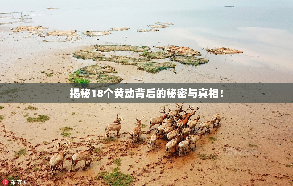 揭秘18个黄动背后的秘密与真相！