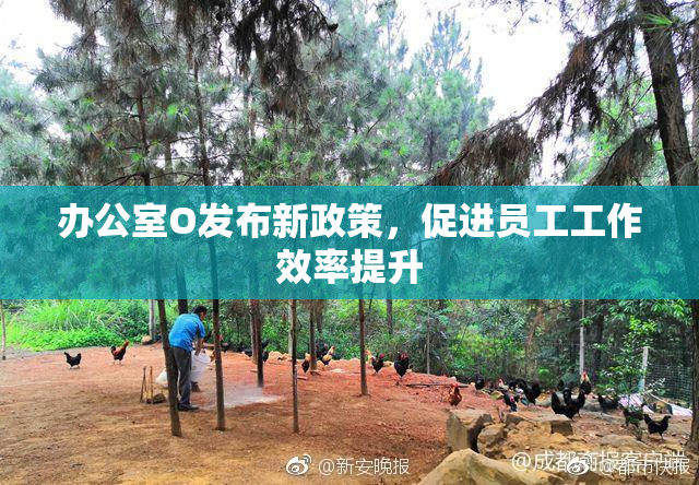 办公室O发布新政策，促进员工工作效率提升