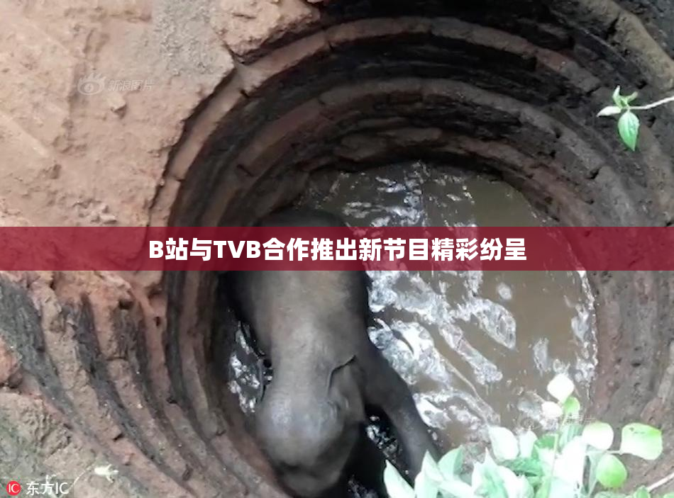 B站与TVB合作推出新节目精彩纷呈