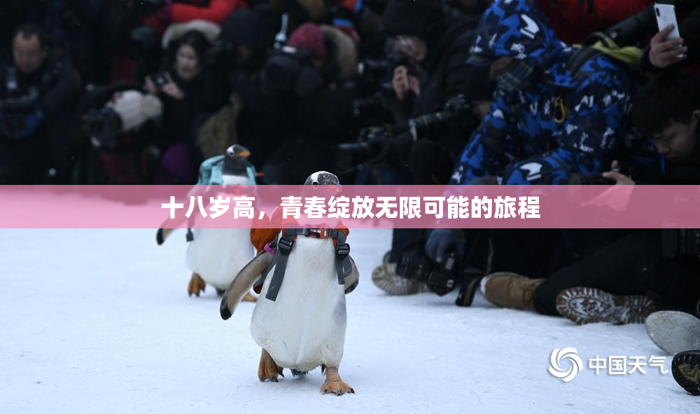十八岁高，青春绽放无限可能的旅程