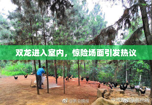 双龙进入室内，惊险场面引发热议