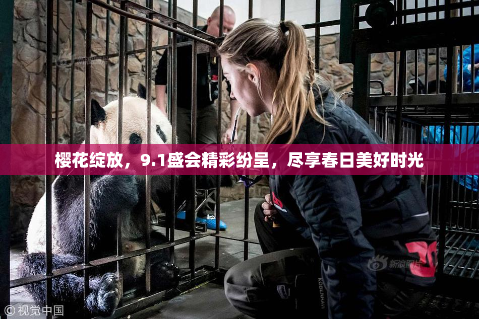 樱花绽放，9.1盛会精彩纷呈，尽享春日美好时光