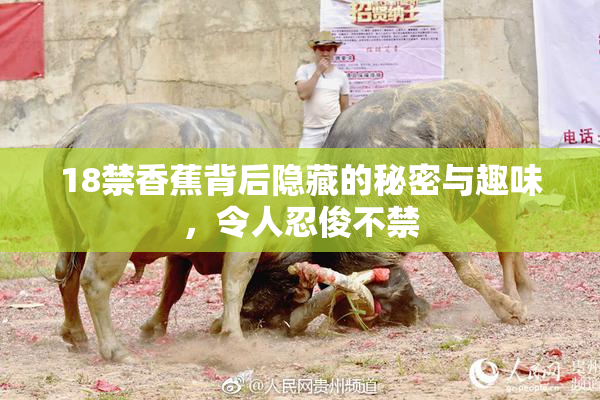 18禁香蕉背后隐藏的秘密与趣味，令人忍俊不禁