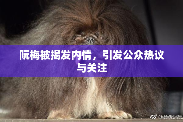 阮梅被揭发内情，引发公众热议与关注