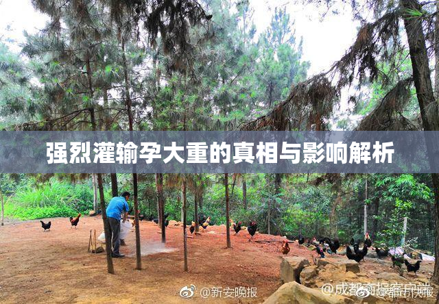 强烈灌输孕大重的真相与影响解析