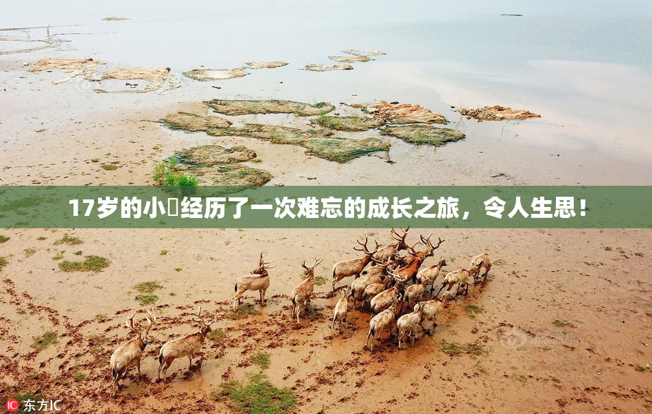 17岁的小泬经历了一次难忘的成长之旅，令人生思！