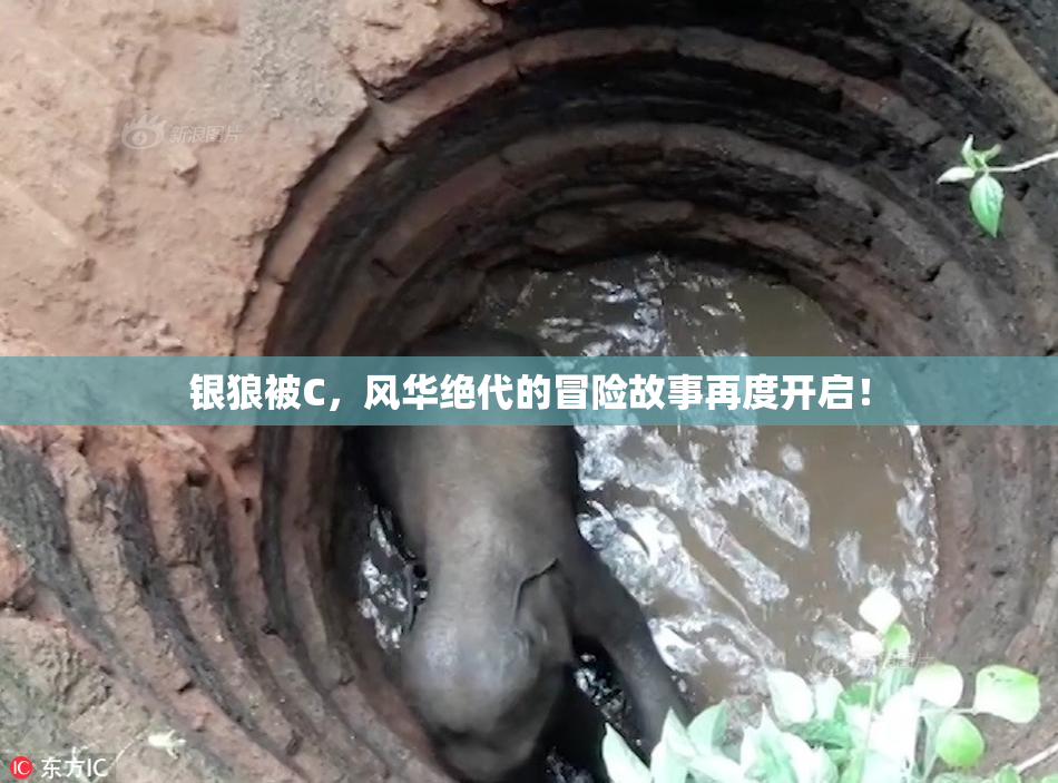 银狼被C，风华绝代的冒险故事再度开启！