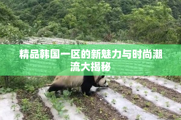精品韩国一区的新魅力与时尚潮流大揭秘