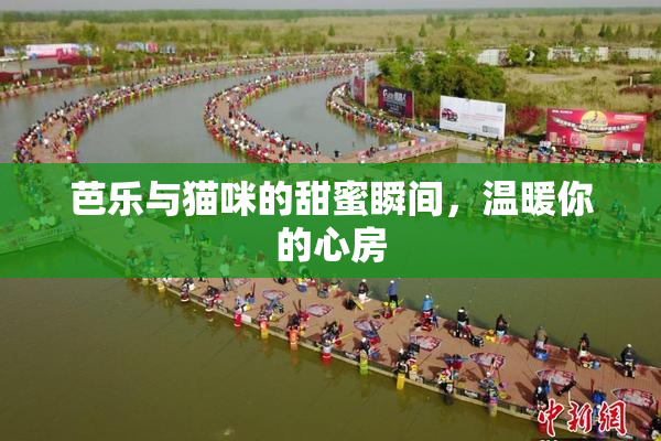 芭乐与猫咪的甜蜜瞬间，温暖你的心房