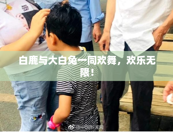 白鹿与大白兔一同欢舞，欢乐无限！