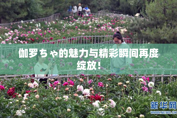 伽罗ちゃ的魅力与精彩瞬间再度绽放！