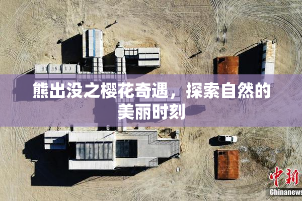 熊出没之樱花奇遇，探索自然的美丽时刻