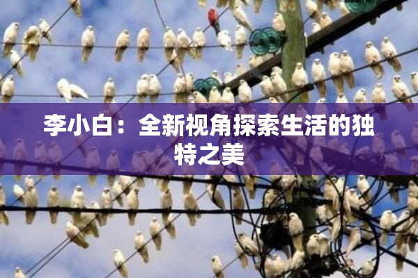 李小白：全新视角探索生活的独特之美