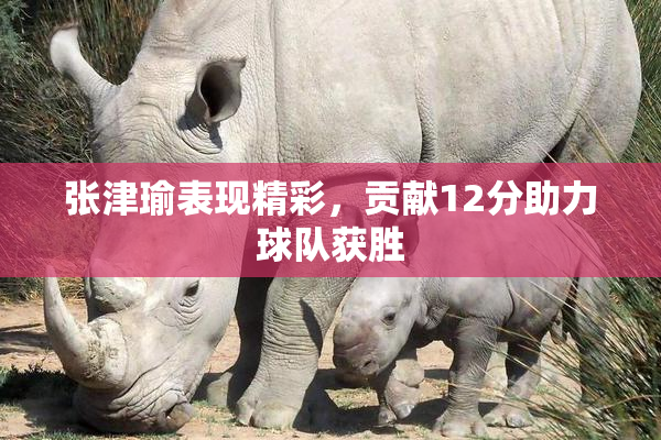 张津瑜表现精彩，贡献12分助力球队获胜