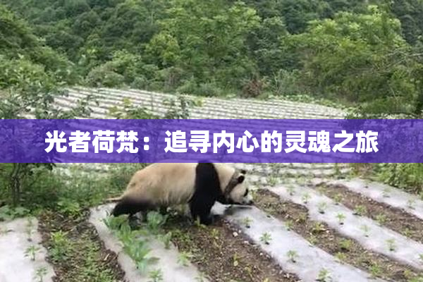 光者荷梵：追寻内心的灵魂之旅