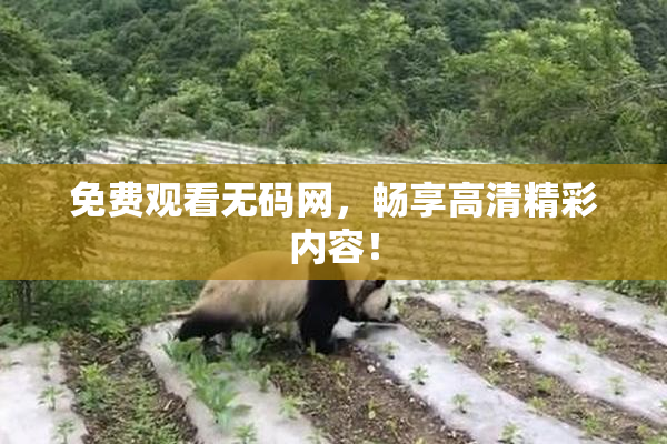 免费观看无码网，畅享高清精彩内容！