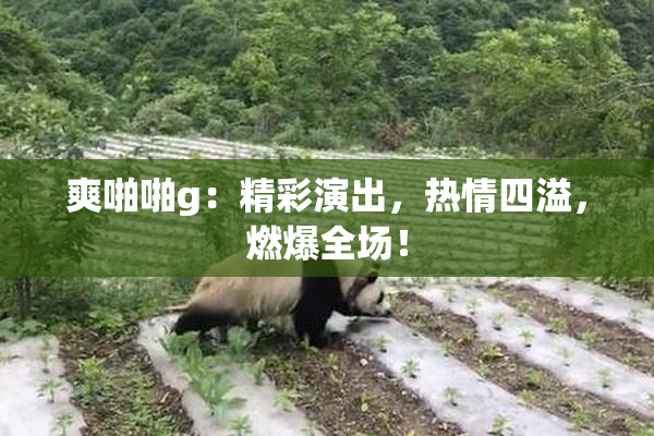 爽啪啪g：精彩演出，热情四溢，燃爆全场！