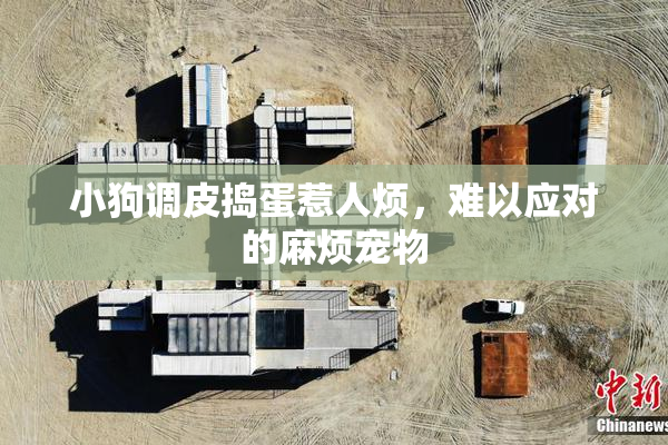 小狗调皮捣蛋惹人烦，难以应对的麻烦宠物