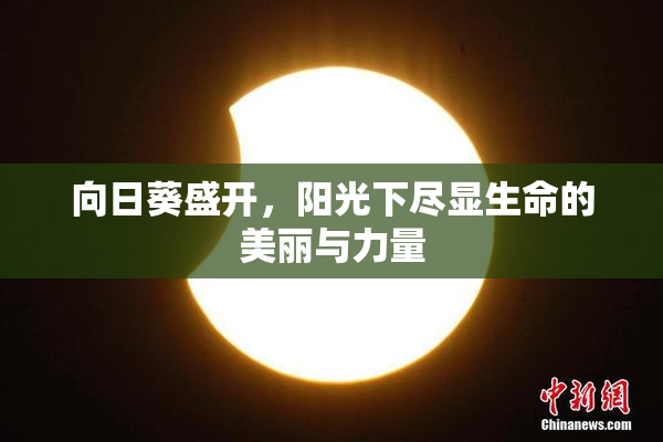 向日葵盛开，阳光下尽显生命的美丽与力量