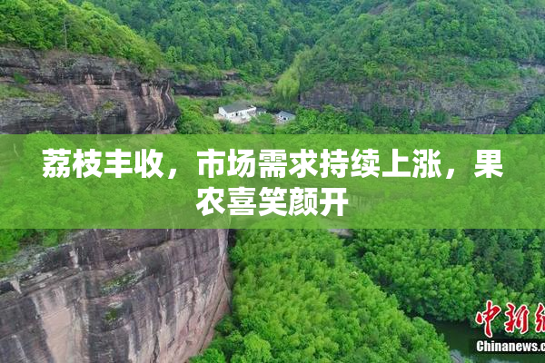 荔枝丰收，市场需求持续上涨，果农喜笑颜开