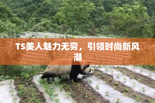 TS美人魅力无穷，引领时尚新风潮