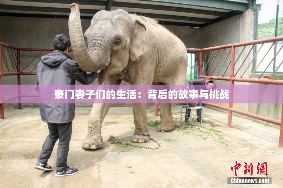 豪门妻子们的生活：背后的故事与挑战