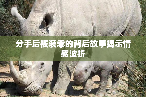 分手后被装乖的背后故事揭示情感波折