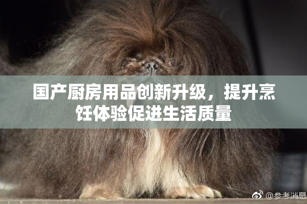 国产厨房用品创新升级，提升烹饪体验促进生活质量